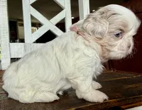 Dibbs , a female Shih Tzu for sale in Belton, TX – Photo 5 of 5