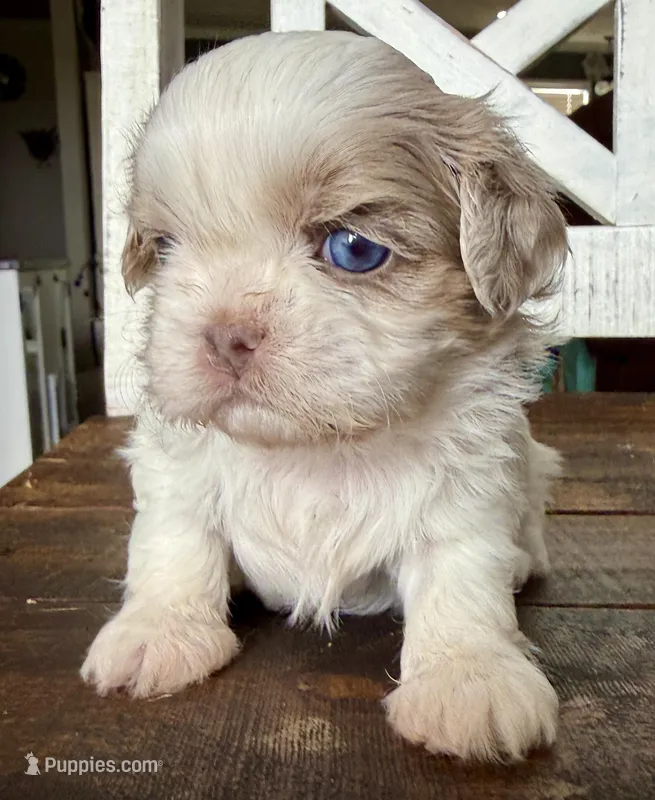 Dibbs  – Shih Tzu puppy for sale in Belton, TX