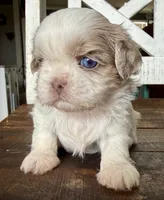 Dibbs , a female Shih Tzu for sale in Belton, TX – Photo 1 of 5