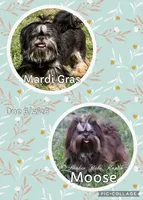 Akc blue dobie Quincy, a male Shih Tzu for sale in Belton, TX – 2 of 2