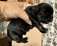 Orange akc black dobie , a female Shih Tzu for sale in Belton, TX – 4 of 5