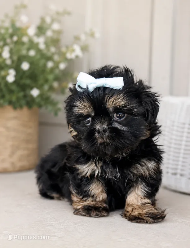 Akc black dobie Leo – Shih Tzu puppy for sale in Waco, TX