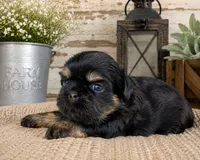 Akc black dobie June, a female Shih Tzu for sale in Waco, TX – 2 of 6