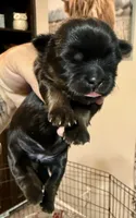 Orange akc black dobie , a female Shih Tzu for sale in Belton, TX – 2 of 5
