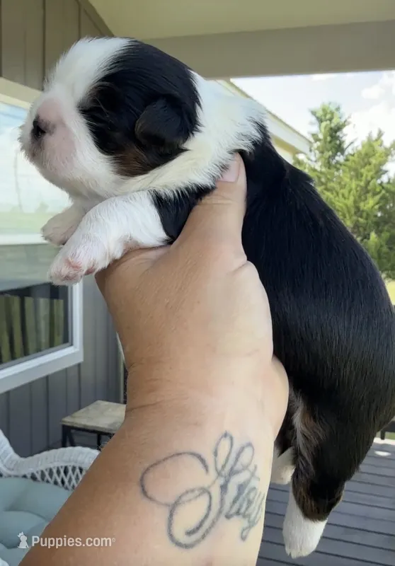Akc black dobie Nova – Shih Tzu puppy for sale in Belton, TX