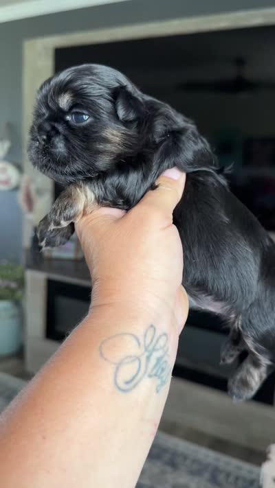 Akc black dobie Leo, a male Shih Tzu for sale in Waco, TX – 6 of 6