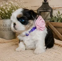 Akc blue dobie & white Luna, a female Shih Tzu for sale in Waco, TX – 3 of 8