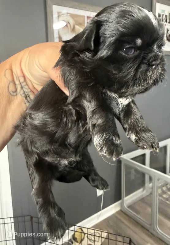 Akc black dobie Pear  – Shih Tzu puppy for sale in Belton, TX
