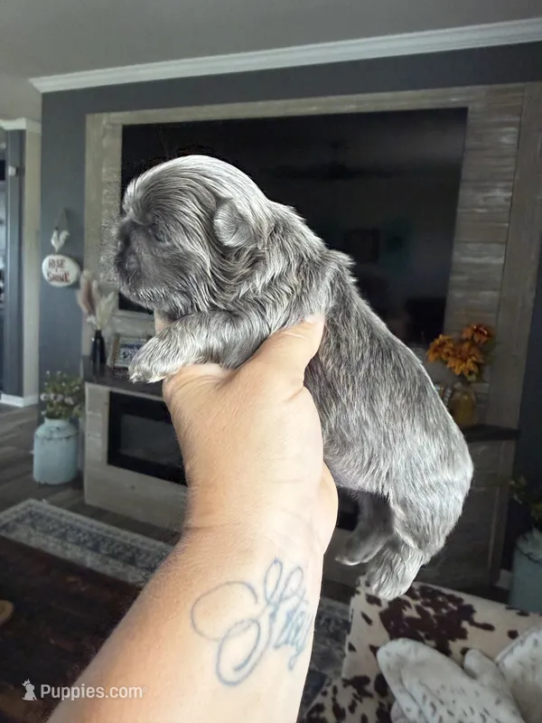 Akc blue dobie Quincy – Shih Tzu puppy for sale in Belton, TX
