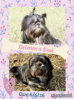 Akc black dobie Nova, a female Shih Tzu for sale in Belton, TX – 2 of 3
