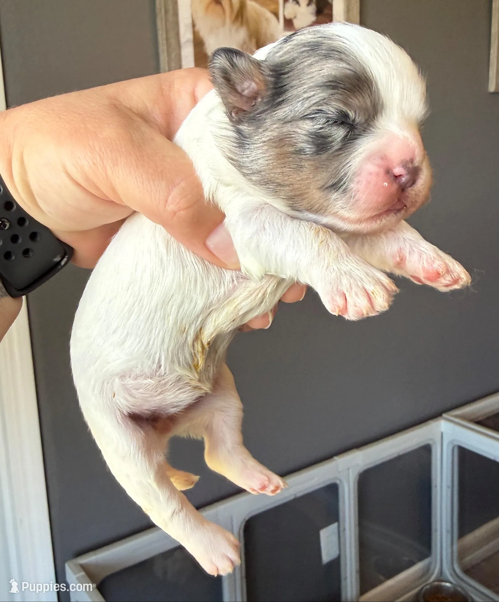 Elena -blk parti Merle , a female Shihpoo for sale in Belton, TX – Photo 4 of 5