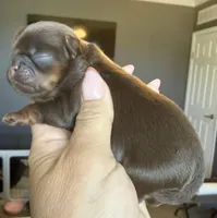 Bo , a male Shihpoo and Shih Tzu for sale in Belton, TX – Photo 4 of 4