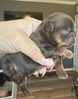 Bo , a male Shihpoo and Shih Tzu for sale in Belton, TX – Photo 3 of 4