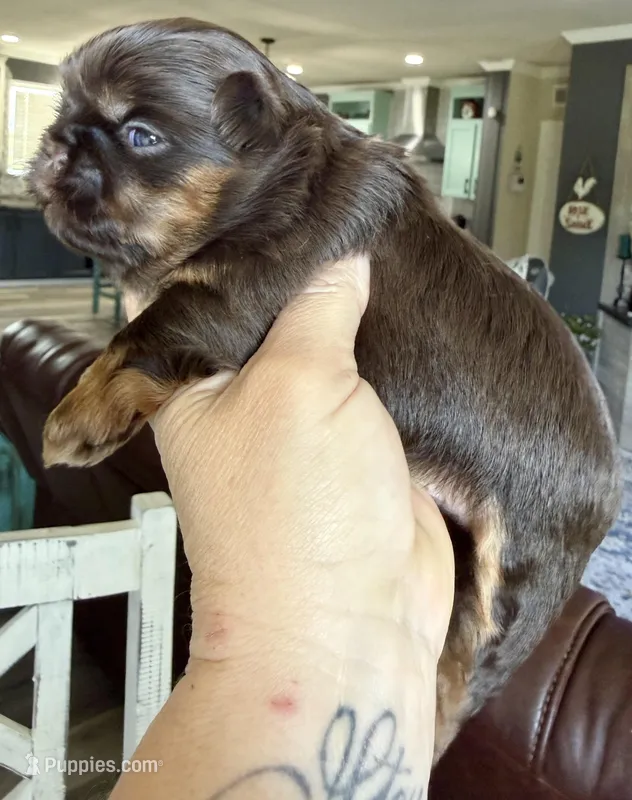 Bo  – Shihpoo, Shih Tzu puppy for sale in Belton, TX