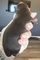 Bo , a male Shihpoo and Shih Tzu for sale in Belton, TX – Photo 2 of 4