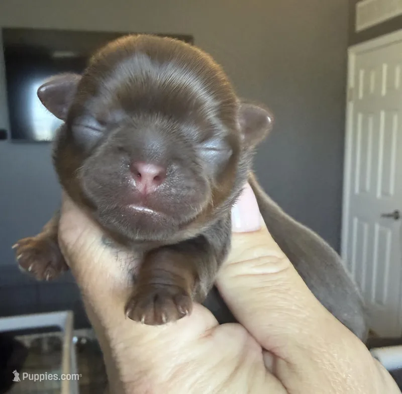 Bo  – Shihpoo, Shih Tzu puppy for sale in Belton, TX