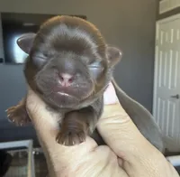 Bo , a male Shihpoo and Shih Tzu for sale in Belton, TX – Photo 1 of 4