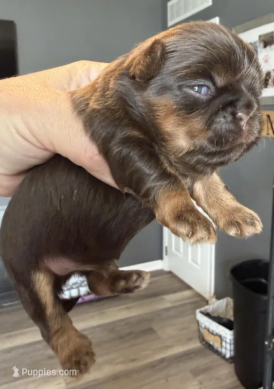 Bo  – Shihpoo, Shih Tzu puppy for sale in Belton, TX