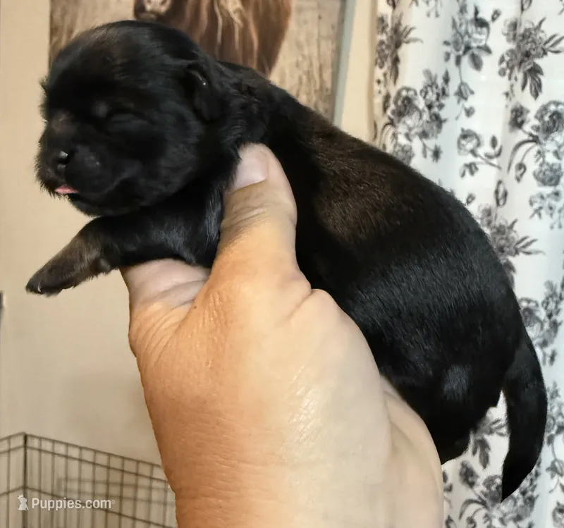 Orange akc black dobie  – Shih Tzu puppy for sale in Belton, TX