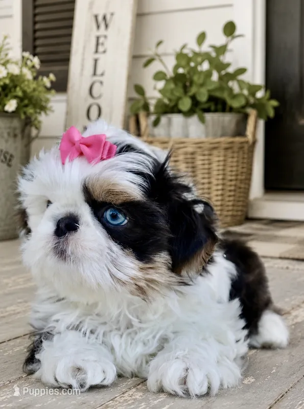 Akc blue dobie & white Luna – Shih Tzu puppy for sale in Waco, TX