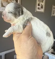Bonnie blk parti Merle , a female Shihpoo for sale in Belton, TX – Photo 1 of 6