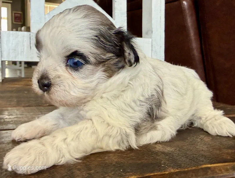 Bonnie blk parti Merle  – Shihpoo puppy for sale in Belton, TX