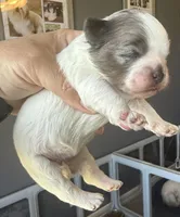 Bonnie blk parti Merle , a female Shihpoo for sale in Belton, TX – Photo 3 of 6