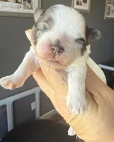 Bonnie blk parti Merle , a female Shihpoo for sale in Belton, TX – Photo 5 of 6
