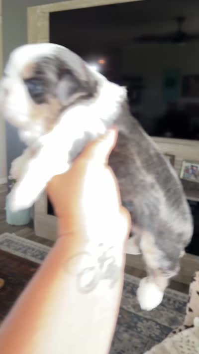 Akc blue dobie & white Luna, a female Shih Tzu for sale in Waco, TX – 8 of 8