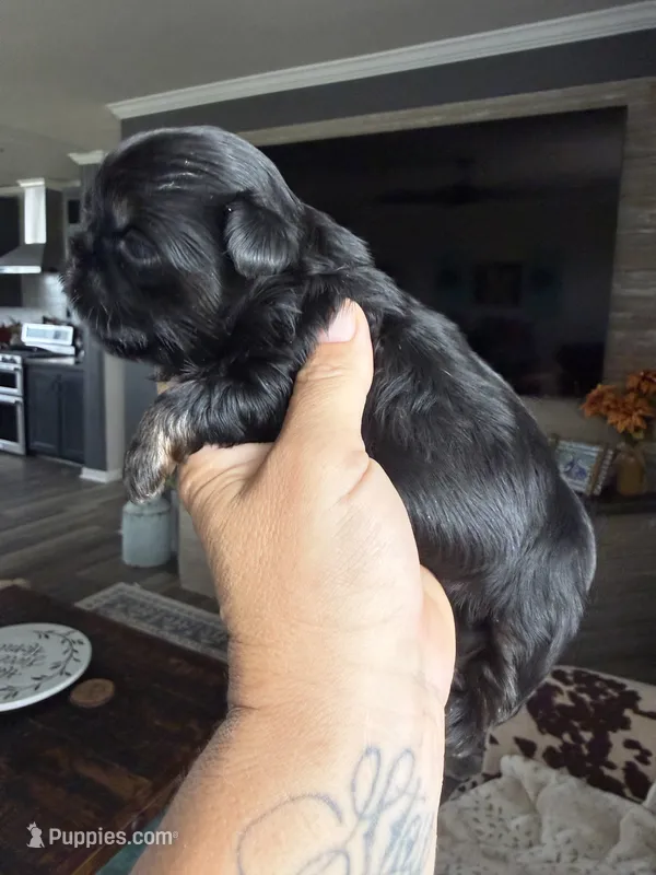 Akc black dobie Rocket  – Shih Tzu puppy for sale in Belton, TX
