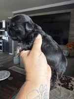 Akc black dobie Rocket , a male Shih Tzu for sale in Waco, TX – 4 of 6