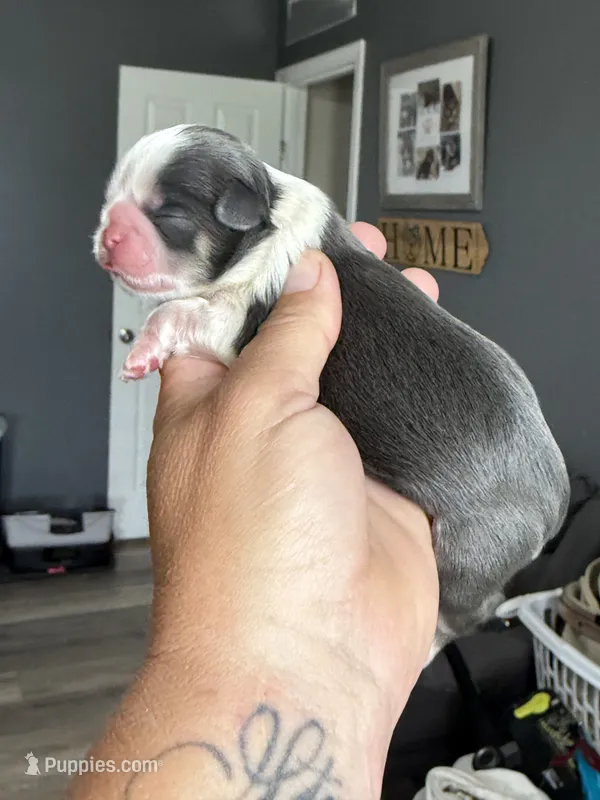 Akc blue dobie & white Luna – Shih Tzu puppy for sale in Belton, TX