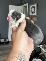 Akc blue dobie & white Luna, a female Shih Tzu for sale in Belton, TX – 1 of 3