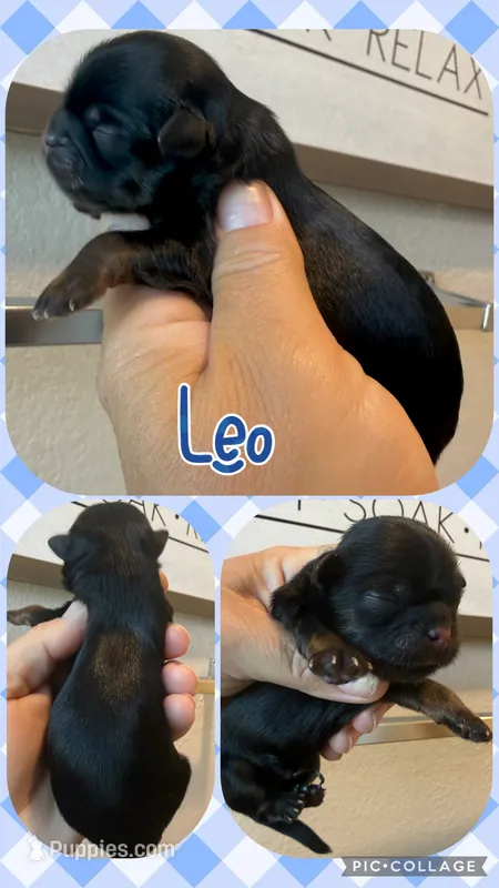Akc black dobie Leo – Shih Tzu puppy for sale in Belton, TX