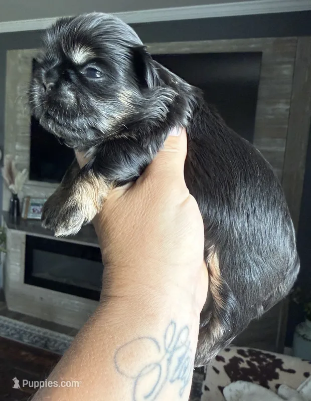 Akc black dobie June – Shih Tzu puppy for sale in Belton, TX