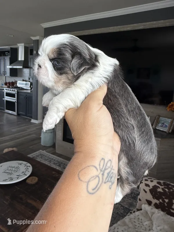 Akc blue dobie & white Luna – Shih Tzu puppy for sale in Belton, TX