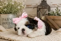 Akc blue dobie & white Luna, a female Shih Tzu for sale in Waco, TX – 4 of 8
