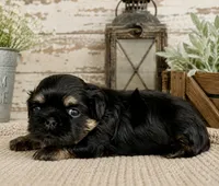 Akc black dobie Leo, a male Shih Tzu for sale in Waco, TX – 3 of 6