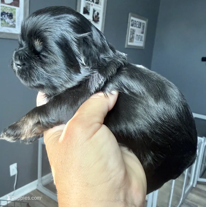 Orange akc black dobie  – Shih Tzu puppy for sale in Belton, TX