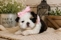 Akc blue dobie & white Luna, a female Shih Tzu for sale in Waco, TX – 5 of 8