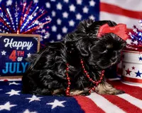 Orange akc black dobie , a female Shih Tzu for sale in Waco, TX – 4 of 5