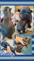 Akc blue dobie Quincy, a male Shih Tzu for sale in Belton, TX – 1 of 2
