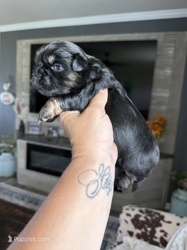 Akc black dobie Leo – Shih Tzu puppy for sale in Belton, TX
