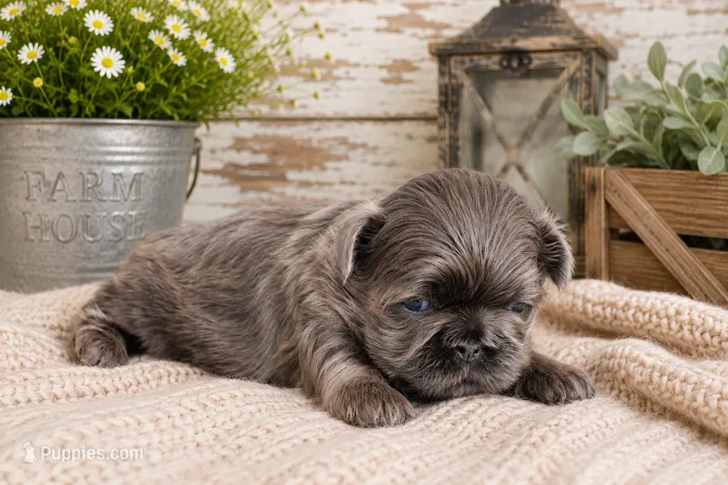 Akc blue dobie Quincy – Shih Tzu puppy for sale in Belton, TX