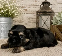 Akc black dobie Leo, a male Shih Tzu for sale in Waco, TX – 2 of 6