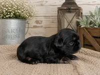 Akc black dobie Rocket , a male Shih Tzu for sale in Waco, TX – 3 of 6