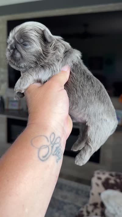 Akc blue dobie Quincy, a male Shih Tzu for sale in Waco, TX – 6 of 6