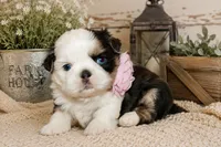 Akc blue dobie & white Luna, a female Shih Tzu for sale in Waco, TX – 2 of 8