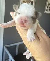 Stephan black parti Merle , a female Shihpoo for sale in Belton, TX – Photo 5 of 6
