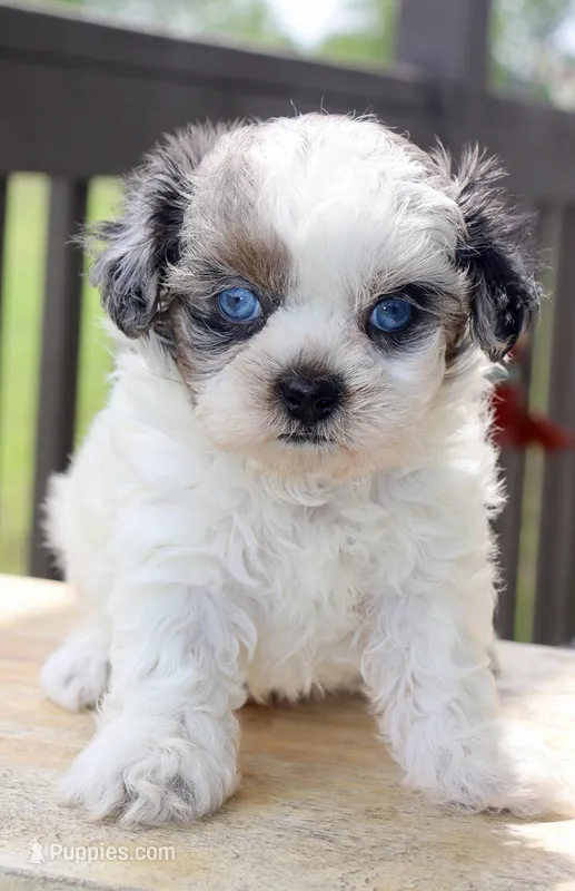 Stephan black parti Merle  – Shihpoo puppy for sale in Belton, TX